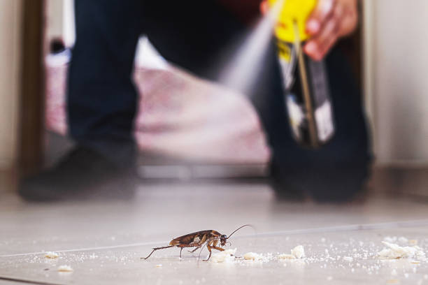 Best Cockroach Control Services  in Lake Of The Woods, IL